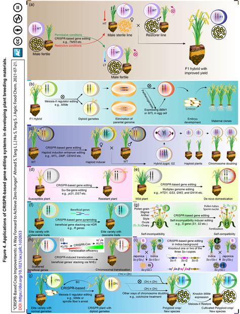 Applications of CRISPR-based gene editing systems in developing plant ...