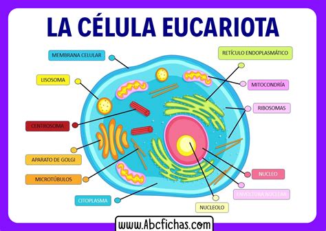 Estructura y partes de la celula eucariota - ABC Fichas