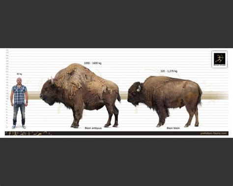 Bison antiquus (Ancient bison) | Prehistoric wildlife, Prehistoric ...