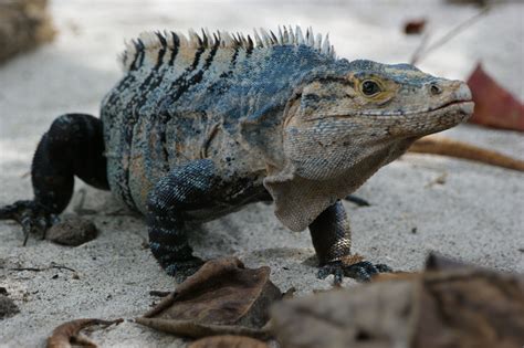 Black Iguana Geckos, Rare Animals, Animals And Pets, Reptiles And Amphibians, Mammals, Dinosaur ...