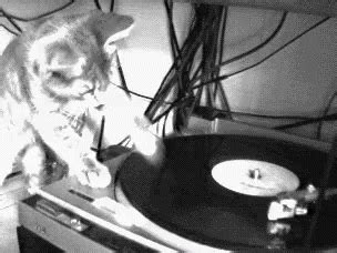 Cat Dj GIF - Cat Dj Cute - Descubre y comparte GIF