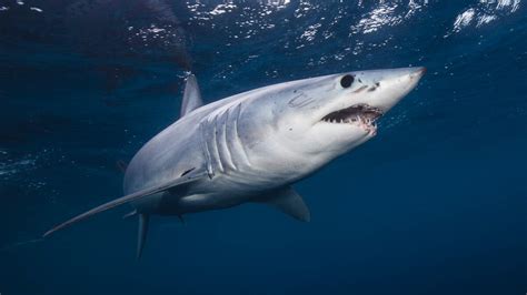 WATCH! A MAKO SHARK JUMPS INTO BOAT OFF THE COAST OF MAINE. | 98.7 The ...