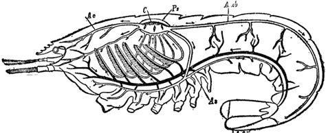 Circulatory and Respiratory System of a Crayfish | ClipArt ETC