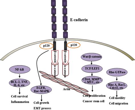 The role of E-cadherin - 160C/A polymorphism in breast cancer