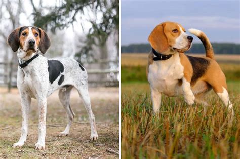 Treeing Walker Coonhound Beagle Mix — The Perfect Hunter