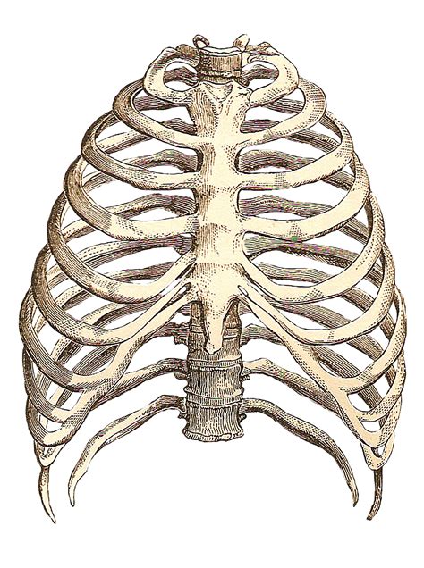 rib cage drawing | Art & Anatomy | Pinterest | Rib cage, Anatomy and ...