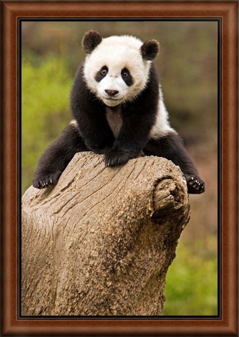 Wolong Panda Reserve, China, Baby Panda On Top Of Tree Stump. | Baby ...