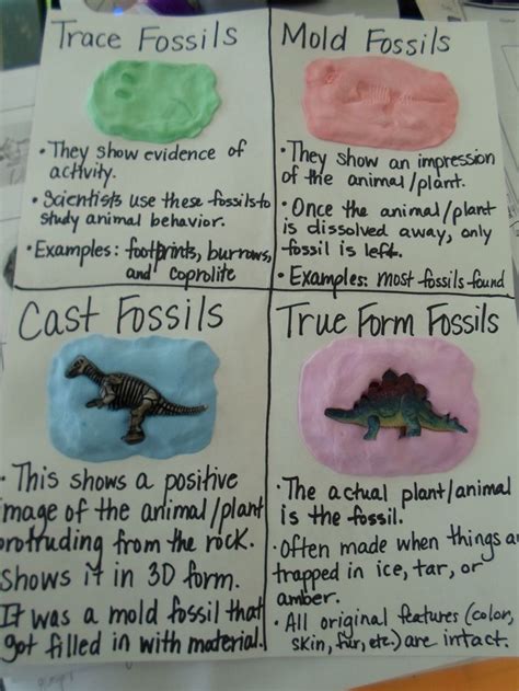 Four Types of Fossils | Middle school science, Fossils, Elementary science