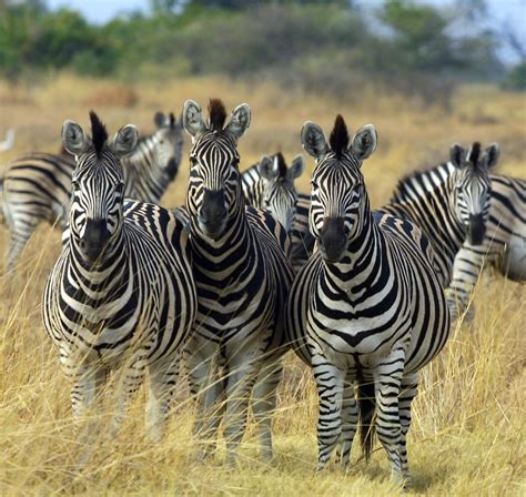 File:Zebra Botswana edit.jpg - Wikimedia Commons