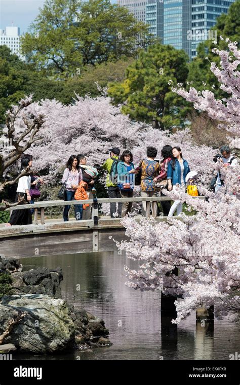 Cherry blossoms in Shinjuku Gyoen, Tokyo, Japan Stock Photo - Alamy