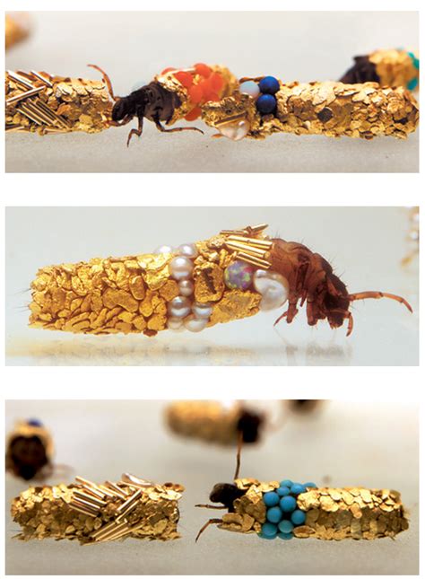 French Artist Gives Caddisfly Larvae Gold & Jewels to Build Their ...