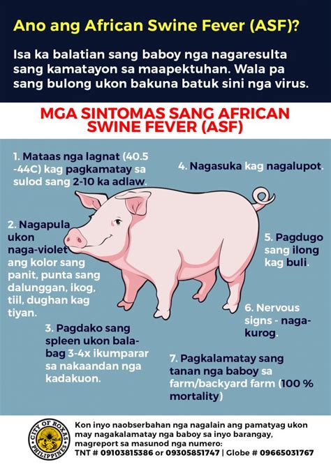 Symptoms of AFRICAN SWINE FEVER (ASF) - Bigger, Brighter, Better Roxas City