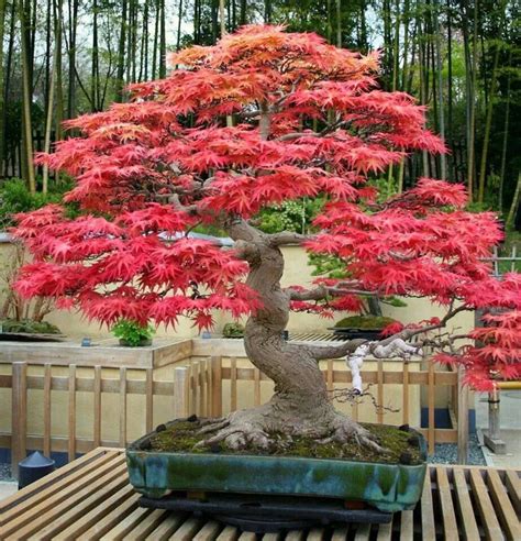 As 25 melhores ideias de Japanese maple bonsai no Pinterest | Bonsai