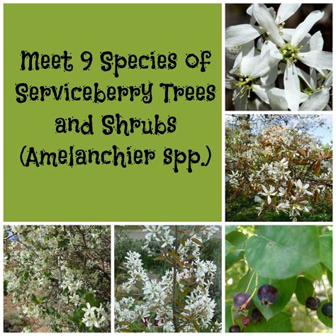 Meet 9 Species of Serviceberry Trees and Shrubs