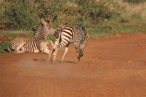 Free stock photo of animals, babies, baby zebras