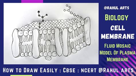 Cell Membrane Drawing