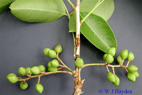 Bursera simaruba - Gumbo limbo. Fruit. Family Burseraceae. | Fruit ...