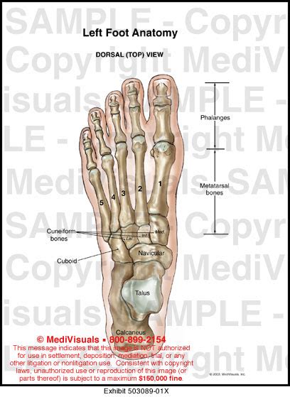 Left Foot Anatomy Medical Illustration Medivisuals