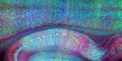 Integrated Neurophotoics: A Method to Map Brain Circuits in Real Time - www.caltech.edu