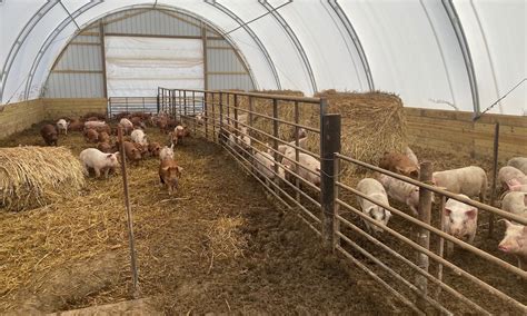 The Next Generation of Hog Farming: “I’d Rather Be the Best Farmer than ...