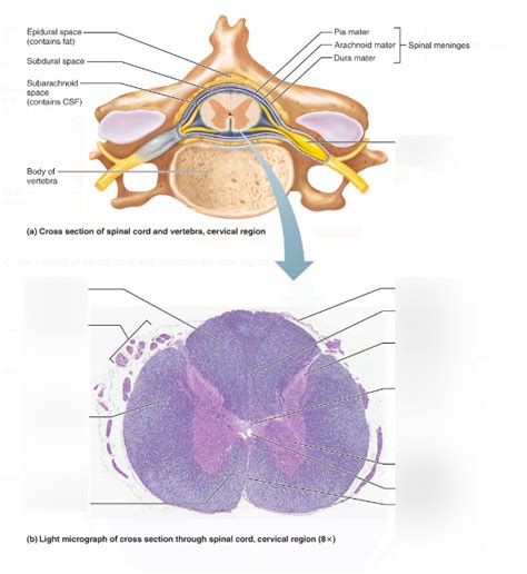 Cross section of spinal cord and vertebra, cervical region Diagram ...