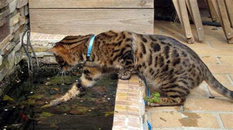 9 cat breeds that love water – Adventure Cats