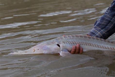 Pallid Sturgeon [IMAGE] | EurekAlert! Science News Releases