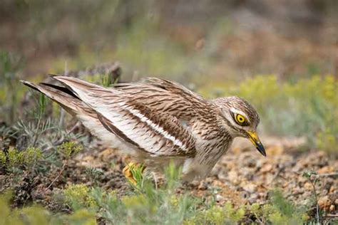 Stone Curlew | Bird Identification Guide | Bird Spot