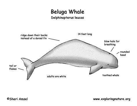 Beluga Whale Anatomy