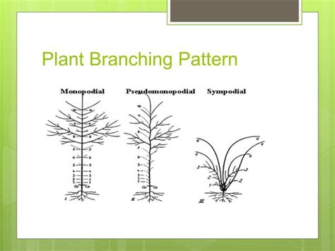 Plant hormones | PPT