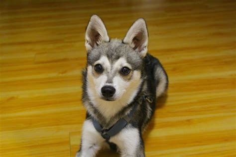 Alaskan Klee Kai - Puppies, Rescue, Pictures, Information, Temperament ...