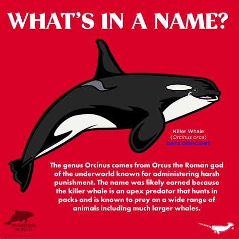 What's In A Name? The genus... - Peppermint Narwhal Creative