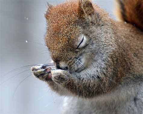 2016 Comedy Wildlife Photography Awards Winners-11 – Fubiz Media