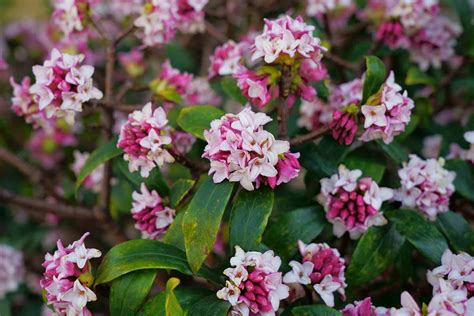 How to Grow and Care for Winter Daphne | Gardener’s Path