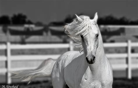 Beautiful Horse Wallpaper - 1 - Wallpaper Gallery