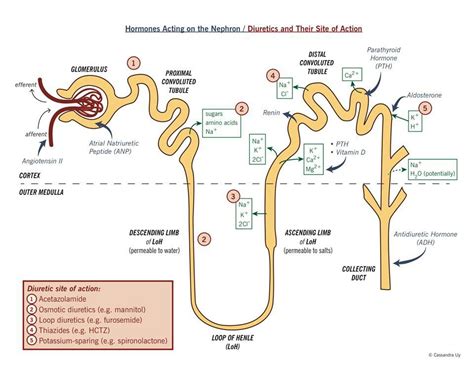 Hornones acting on the nephron/diuretics and their site of action | Pharmacology nursing, Renal ...