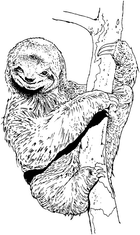 Free Sloth Coloring Pages