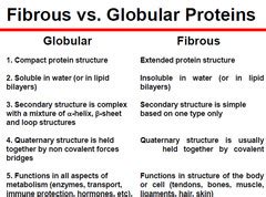 Fibrous Proteins Flashcards | Quizlet