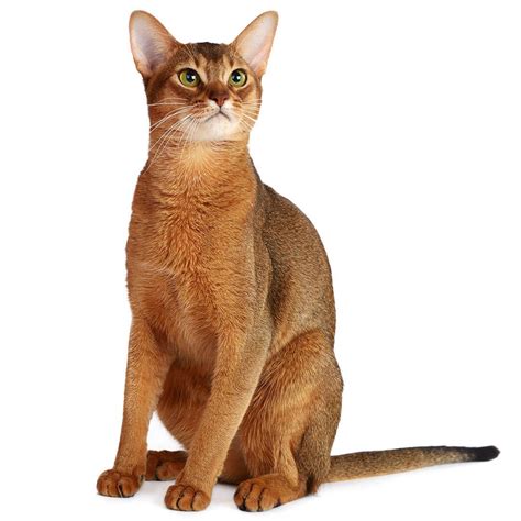 Abyssinian Cat Breed Information | Purina