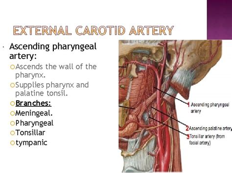 Dr Qudsia Sultana Artery Common carotid artery Subclavian