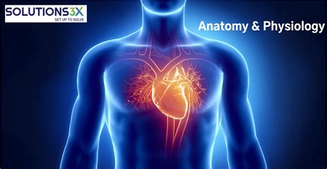 Anatomy & Physiology – 2B – ::: SOLUTIONS3X