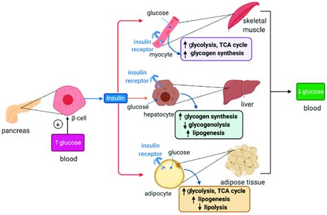 Hormonal regulation of glucose metabolism by insulin. Insulin is ...