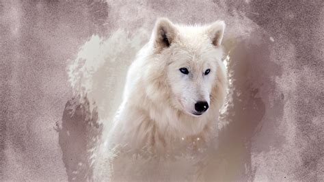 🔥 [90+] HD Wolf Wallpapers 1080p | WallpaperSafari