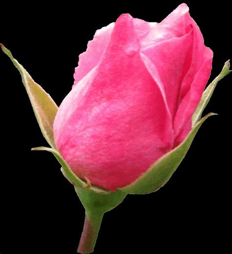 Pink rosebud clipart, lge 13 cm | Flickr - Photo Sharing!