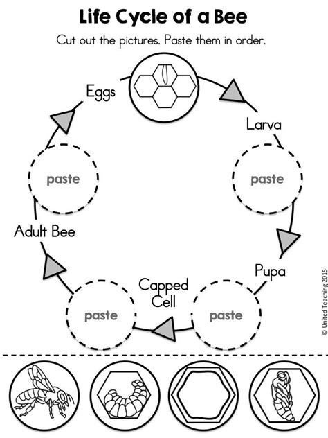 Printable Bee Life Cycle Worksheet