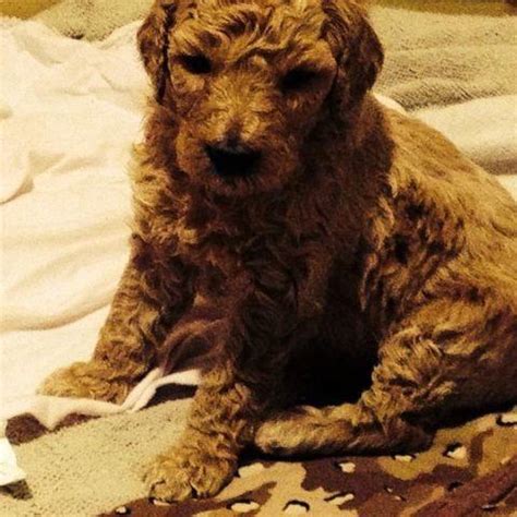 F2b GOLDENDOODLE puppies for Sale in Akron, Ohio Classified | AmericanListed.com