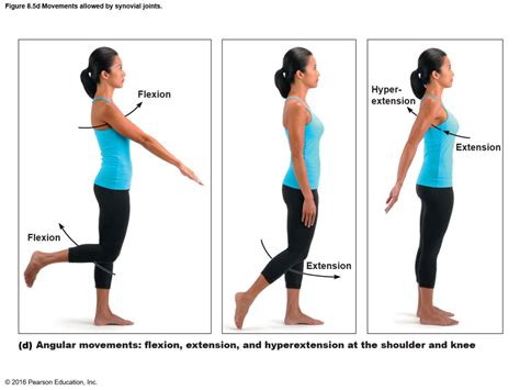 Anatomy & Physiology Chapter 8: Synovial Joint Movements - Shoulder ...