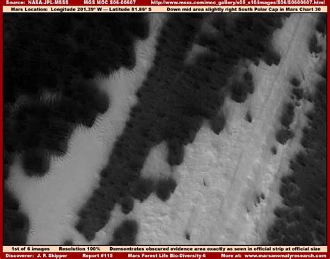 Trees on Mars? — Science & Technology — Sott.net