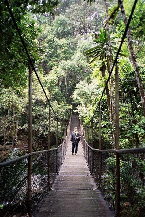 Australia - Daintree N.P. - Mossman Gorge bridge