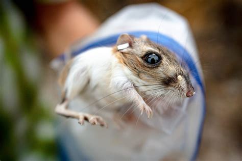 Endangered kangaroo rats now wearing backpacks in wash near Redlands, Highland – Redlands Daily ...